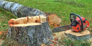 Tree and Shrub Care in Checotah, OK