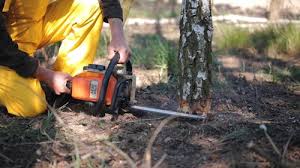 Best Lawn Disease Treatment  in Checotah, OK