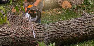 How Our Tree Care Process Works  in  Checotah, OK