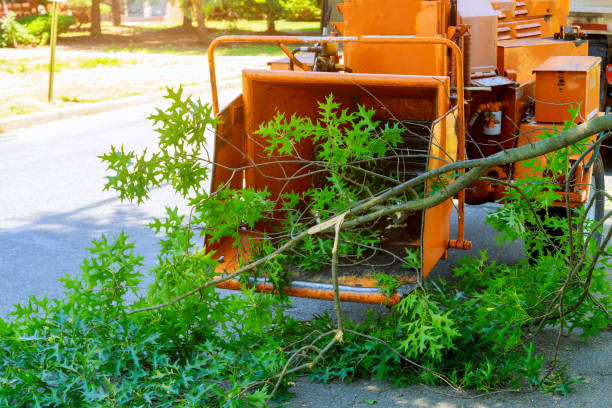 Best Tree Preservation Services  in Checotah, OK