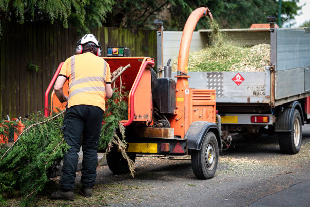 Best Root Management and Removal  in Checotah, OK