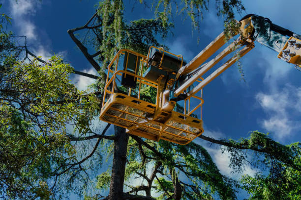 Best Palm Tree Trimming  in Checotah, OK