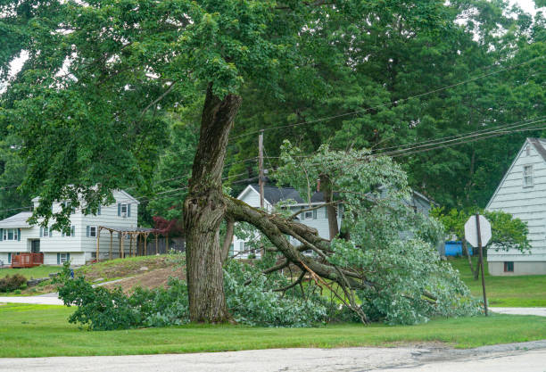 Best Tree Removal  in Checotah, OK