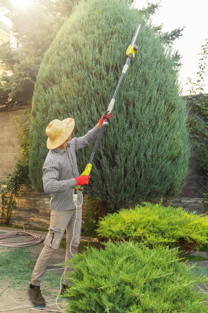 Best Tree Health Inspection  in Checotah, OK