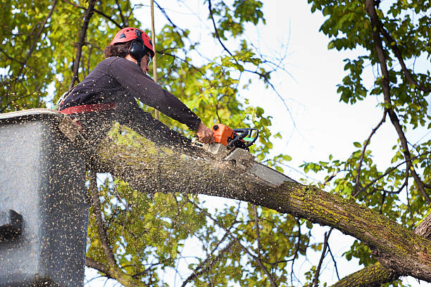 Best Tree Risk Assessment  in Checotah, OK