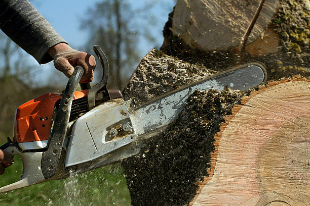 Best Stump Grinding and Removal  in Checotah, OK